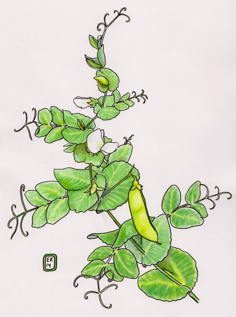 Ärtplanta