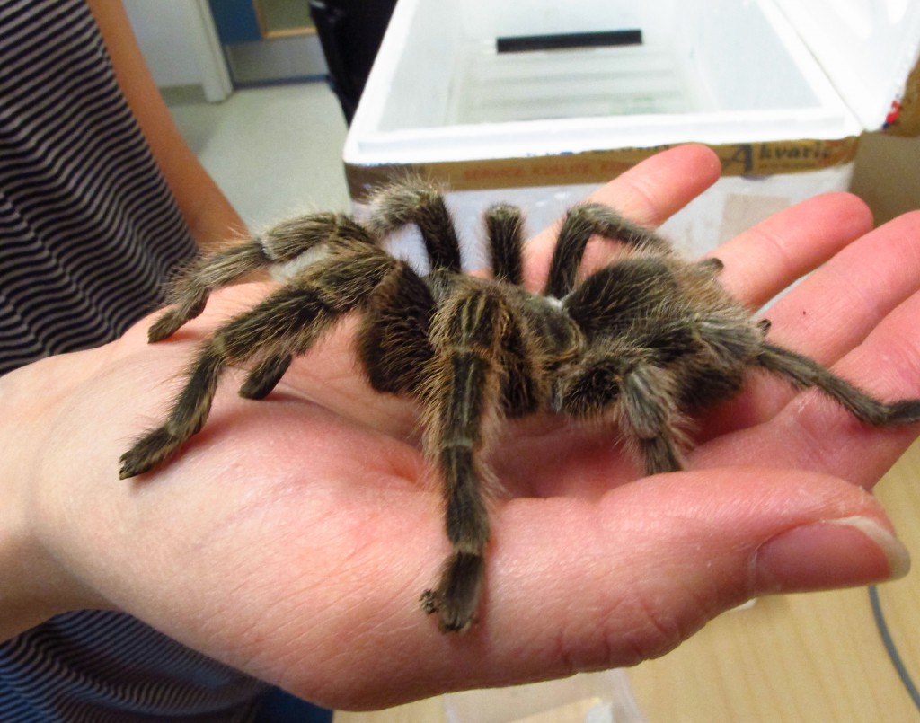 Mjuk som en hamster, men inte lika varm.