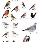 Sångfåglar