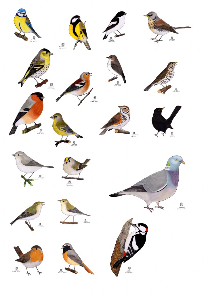 Sångfåglar