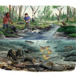Faktablad om återställande av rensade vattendrag, Naturskyddsföreningen Viva Vatten